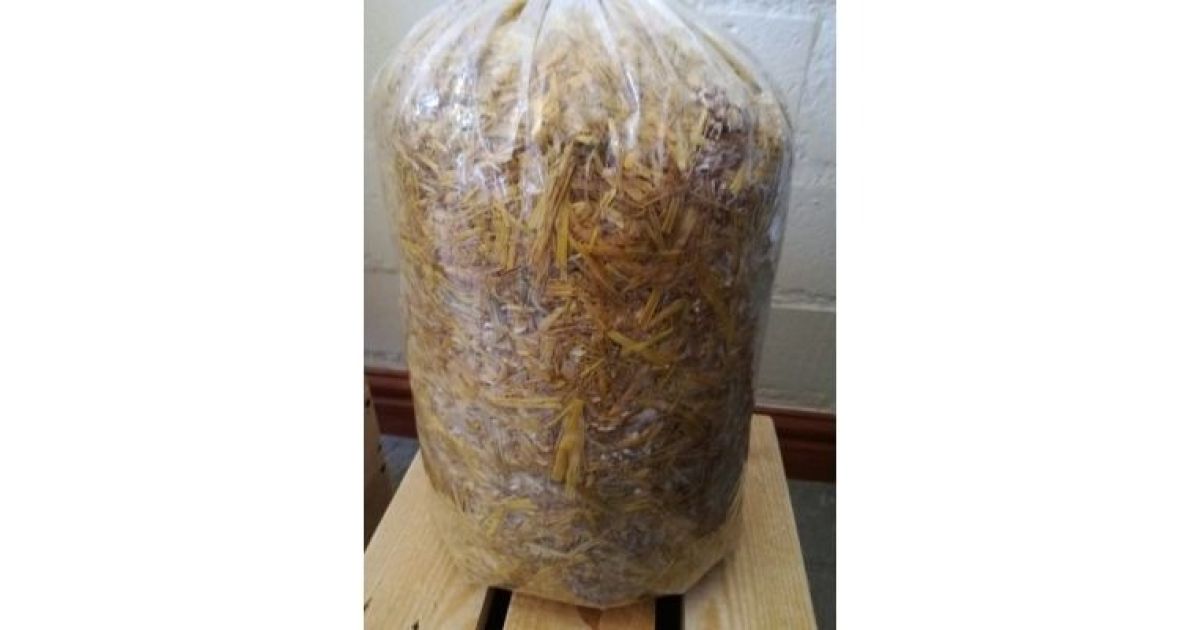 Oyster Mushroom Growing Bags SellSA